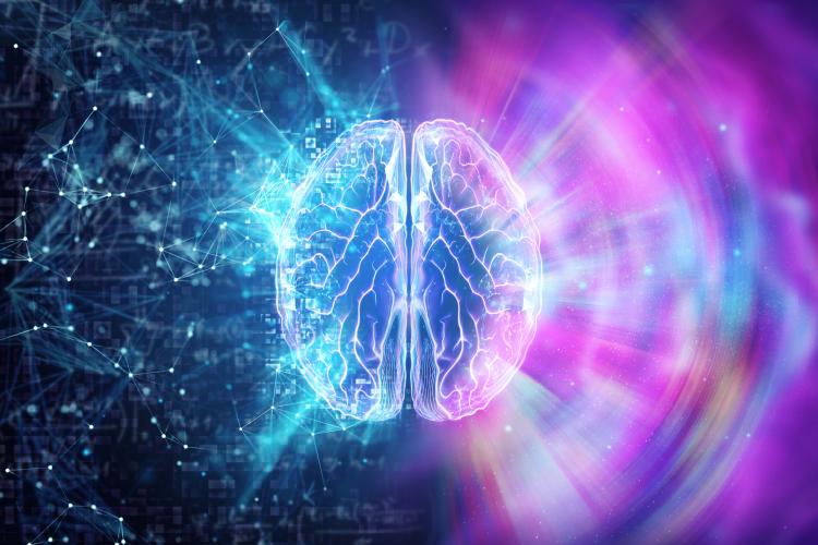 Digital illustration of a brain surrounded by two distinct visual patterns. One side is composed of structured blue connections resembling an organized network map, while the other features colorful, dispersed light patterns, representing distributed neural activity. The image symbolizes competing brain architectures explored in the study.